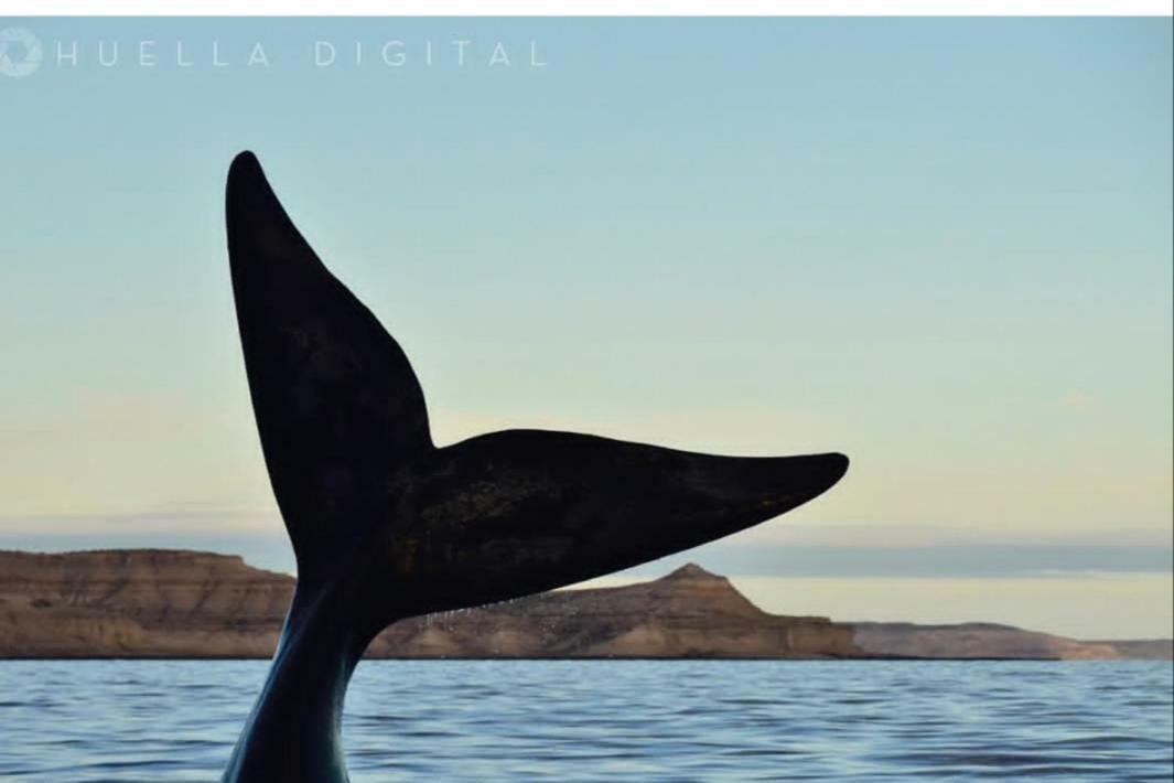 Alem Appartement Puerto Madryn Buitenkant foto